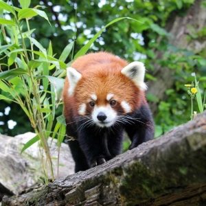 vancouver zoo vancouver zoo
